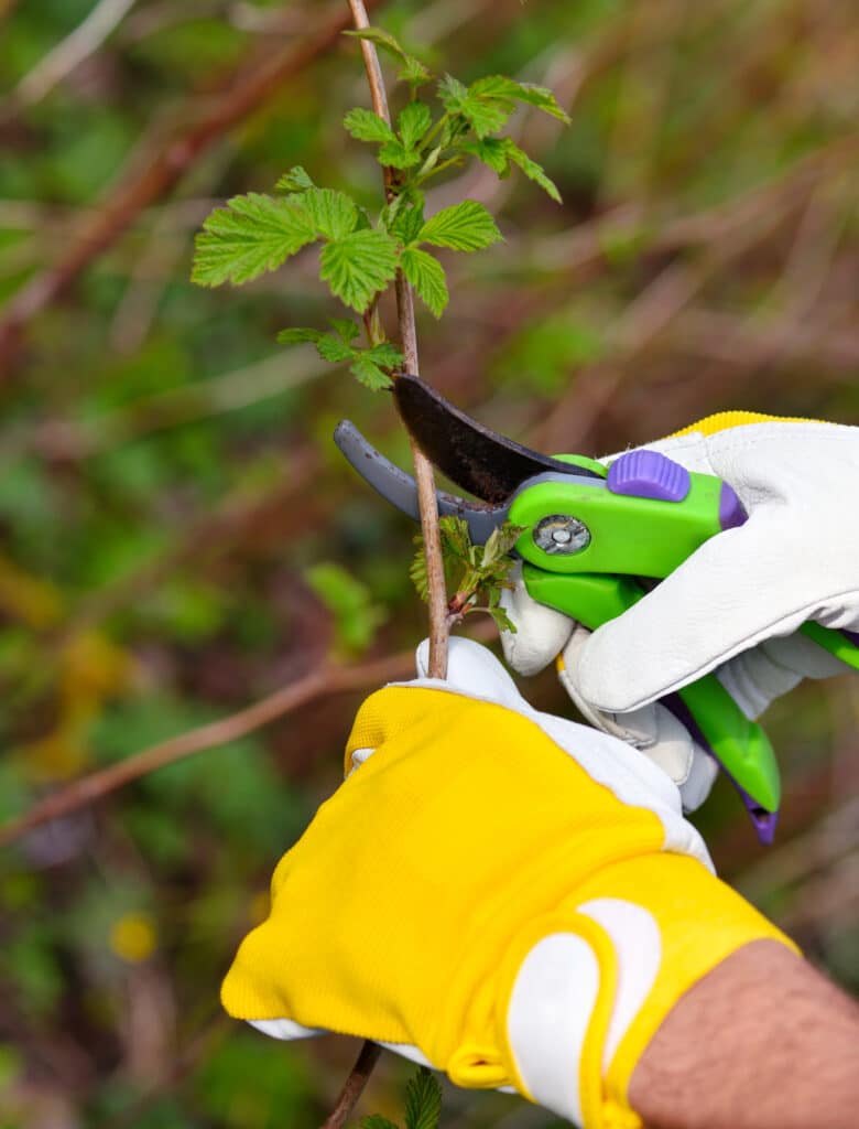 Élagage printanier de la haie. Mains du jardinier en gants avec sécateur