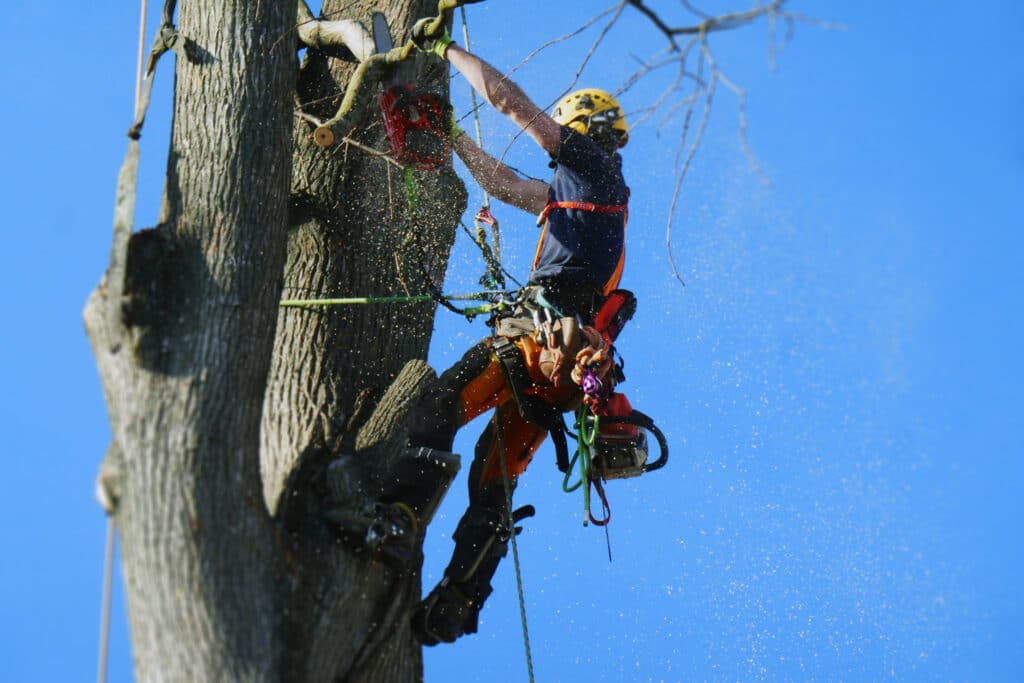 Tree surgeon - Emondage Orlando