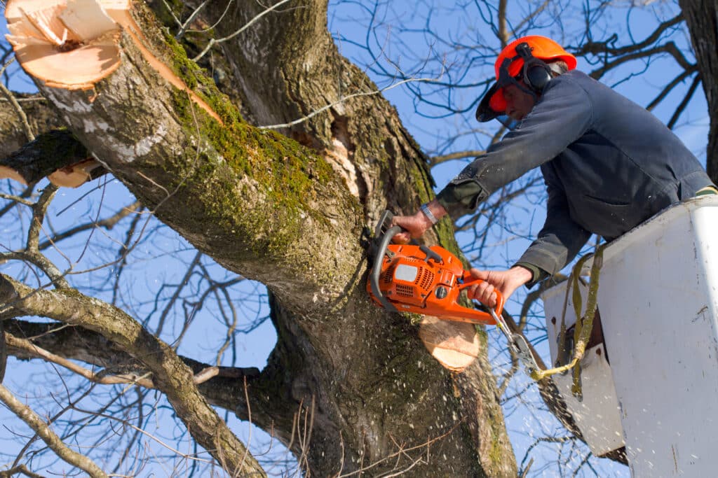 Trimming the trees - Emondage Orlando