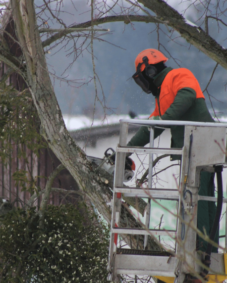 Élagage d'arbre avec une tronçonneuse