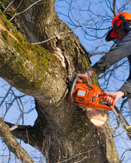 Trimming the trees Trimming the trees - Emondage Orlando