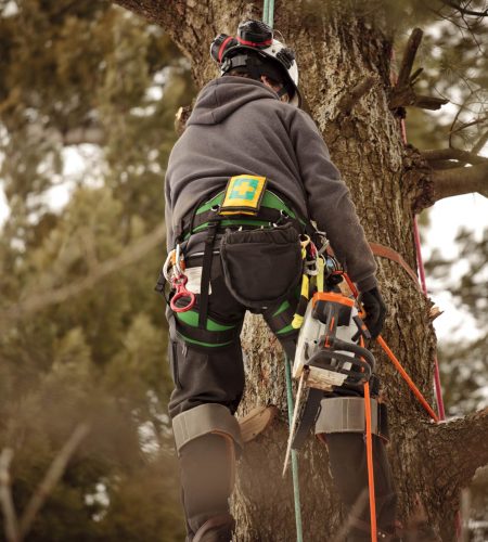 Arborist climbing tree to cut branches.