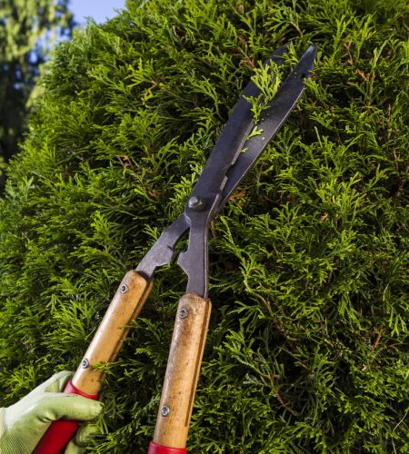 Vertical photo of hands, wearing gloves, trimming the hedges via large shears with blue sky and trees in background