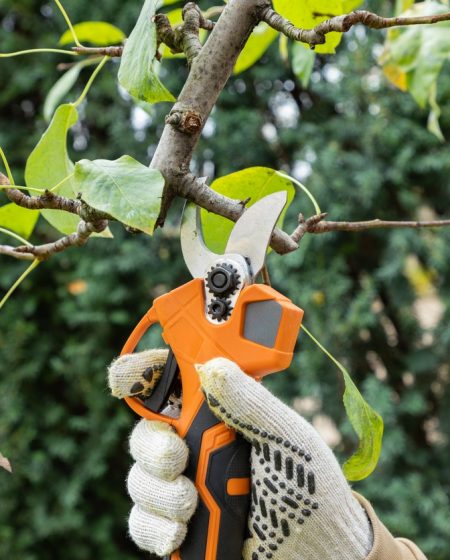 Cutting branches on fruit tree using battery powered pruning shears, secateur. Pruning electric tools. Farmers hand prunes and cuts branches of a tree in the garden with electric pruning shears or secateur in autumn. Autumn cut tree. Close up.