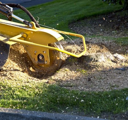 Tree Stump Grinding - Emondage Orlando